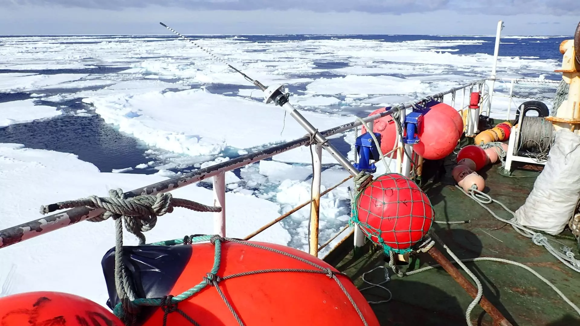 Огромного клыкача выловил ростовский ученый в Антарктике