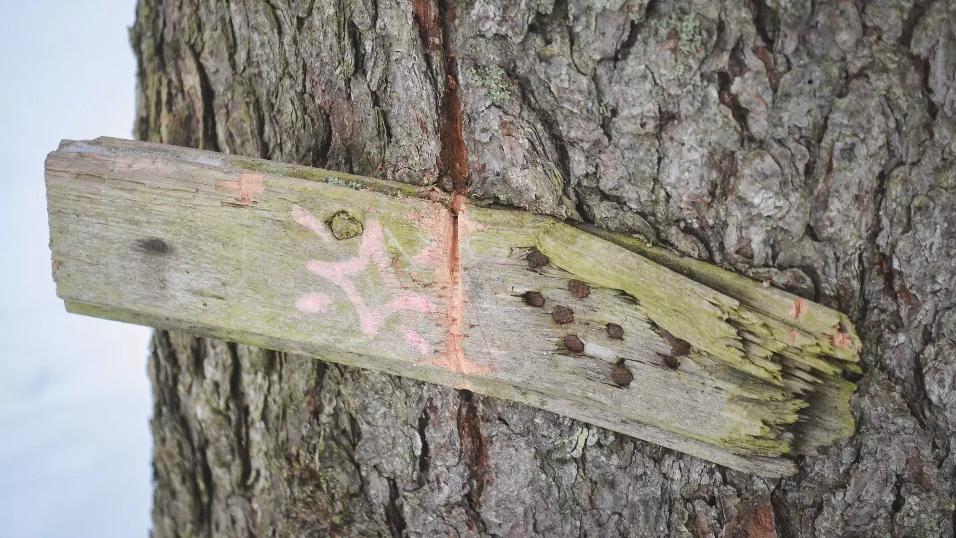 «Зараженные грибы»: к чему приведет наличие больных деревьев в Ростовской области