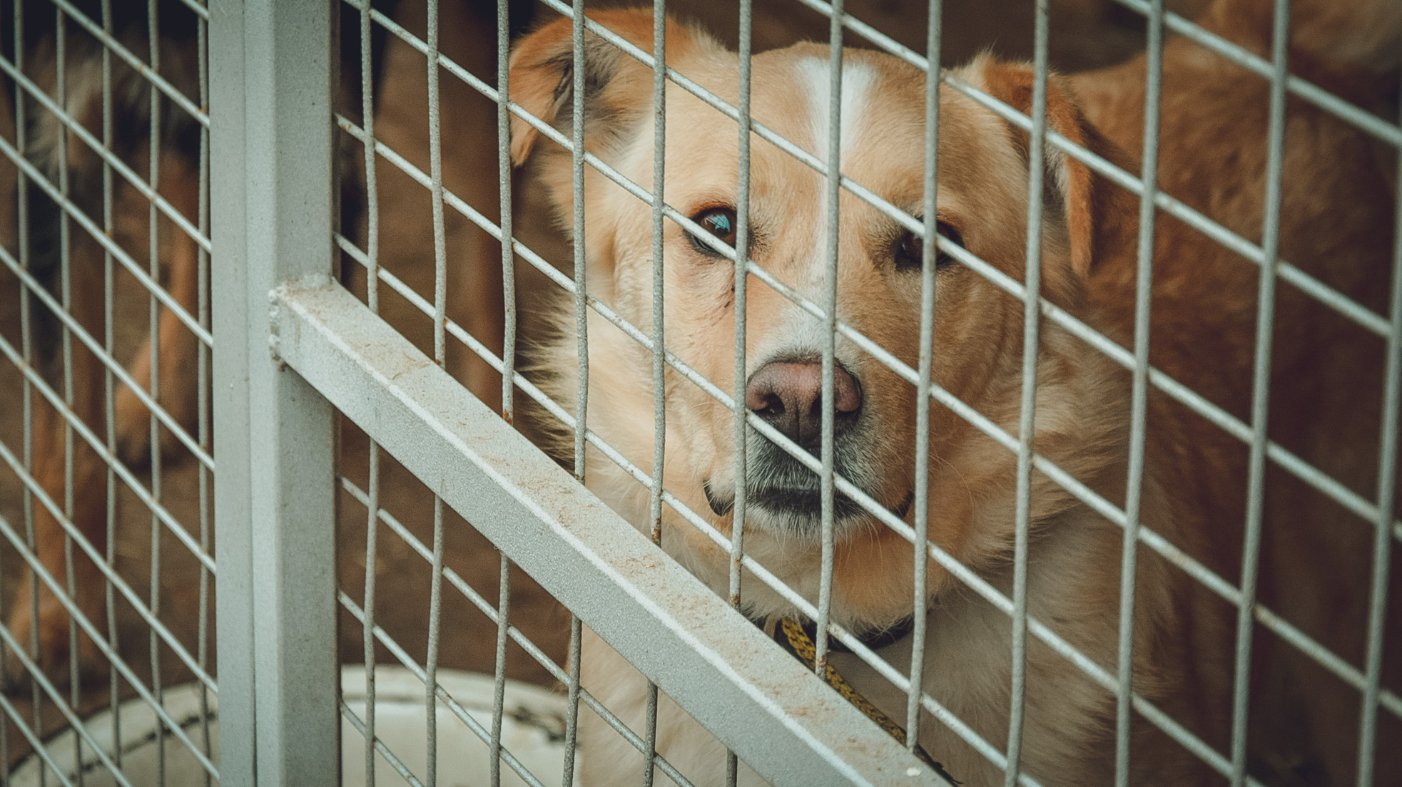 Смертельно опасного пса отловили в Ростовской области