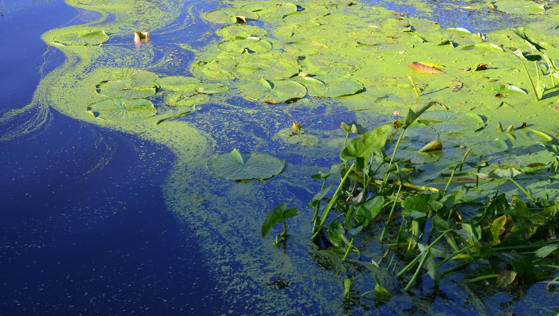 В Ростове Роспотребнадзор выявил токсичные сине-зеленые водоросли