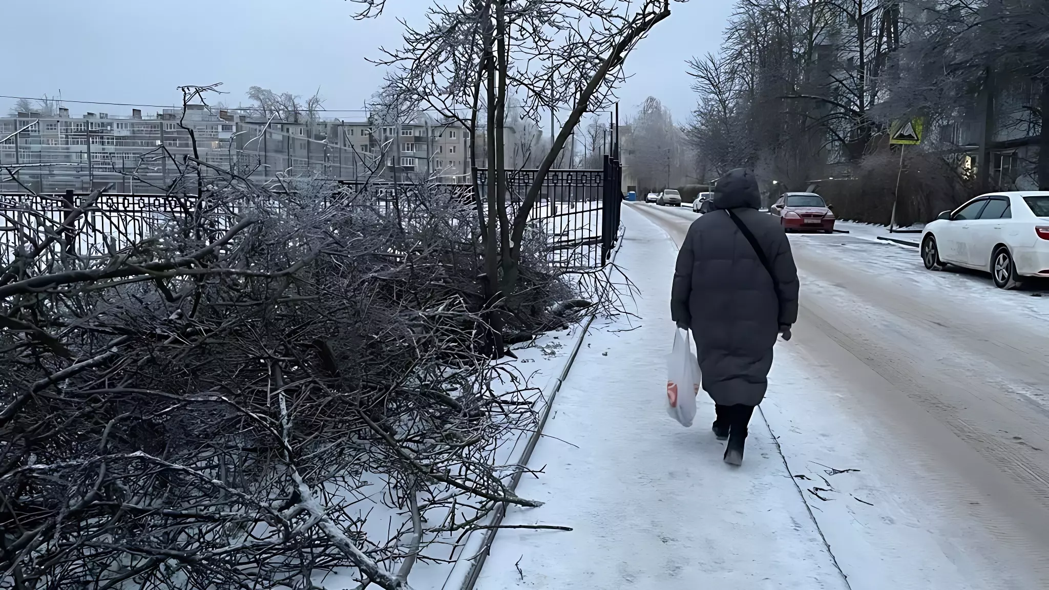 Жителей Ростова-на-Дону предупредили о массовом падении обледеневших деревьев