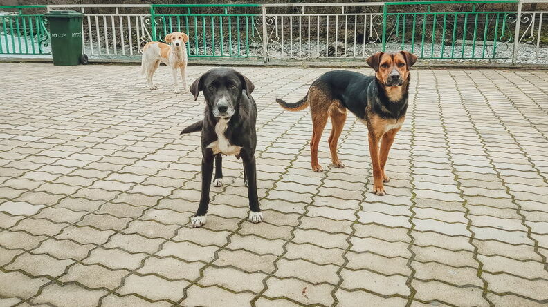 Ростовчане попросили решить проблему с опасными для детьми бездомными собаками
