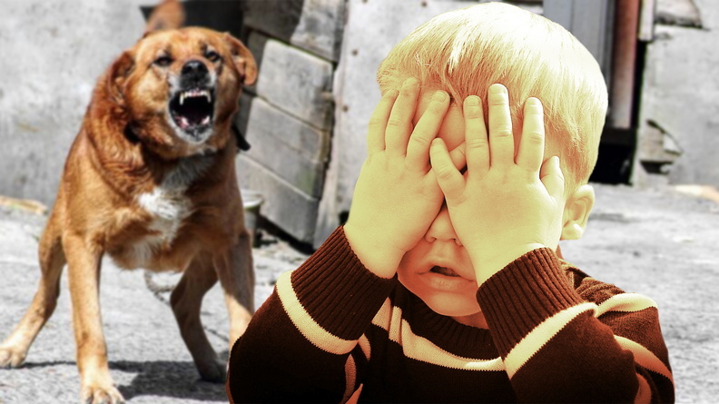 Пёс и ныне там: почему в Ростове не могут решить проблему бродячих собак