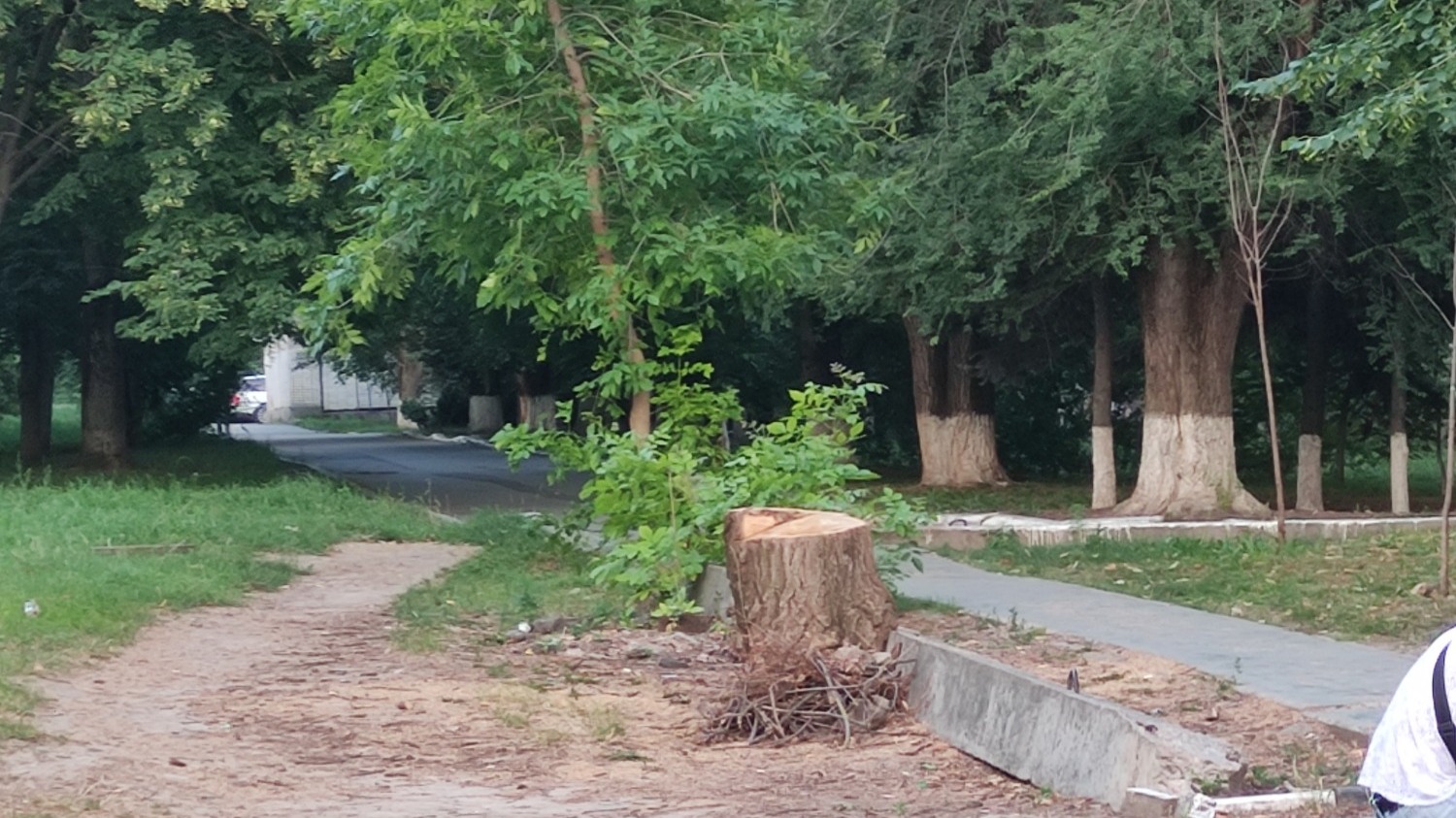 Срубленные деревья на Западном в Ростове 