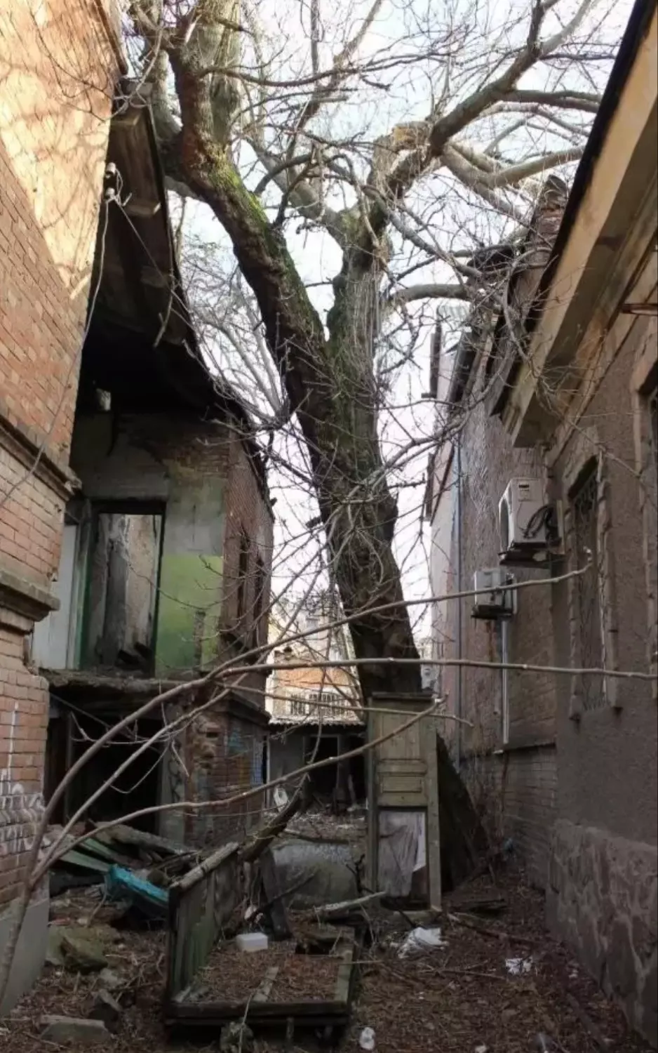 Решить проблему с рухнувшим деревом в Ростове без официального разрешения нельзя — за это последует штраф.