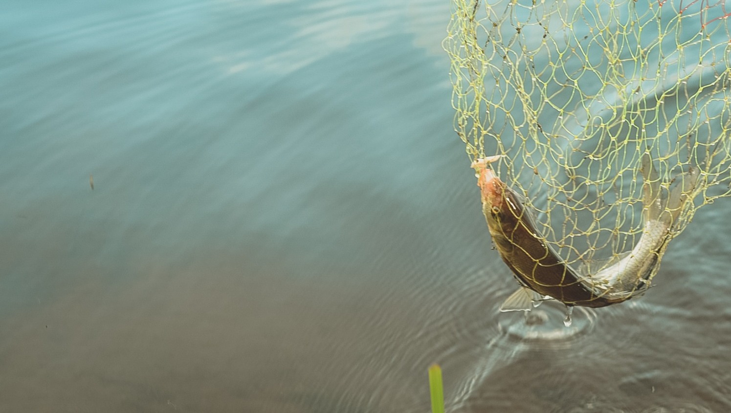 В Ростовской области ошибка чиновника может уничтожить прудовое рыбоводство