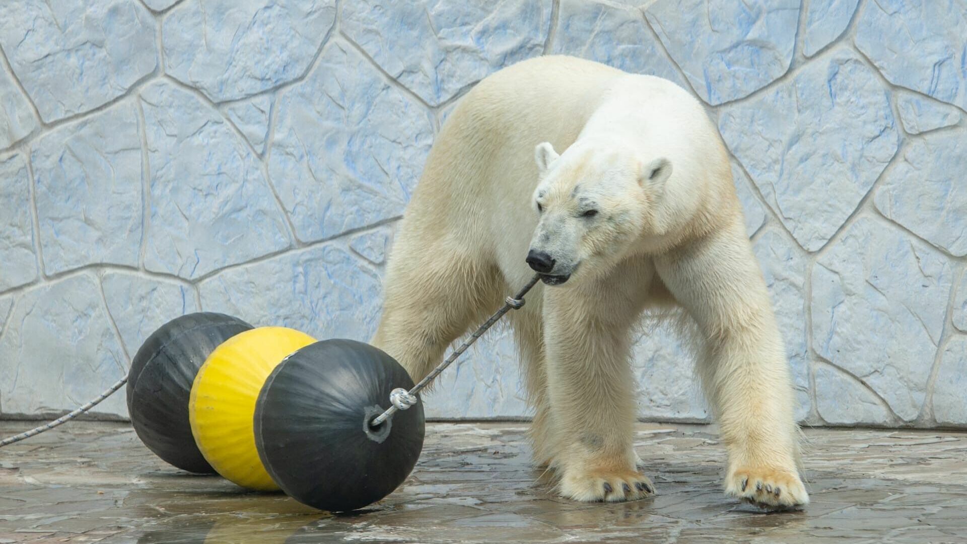 Алматинский зоопарк оказался не готов принять медведицу Айку из Ростова