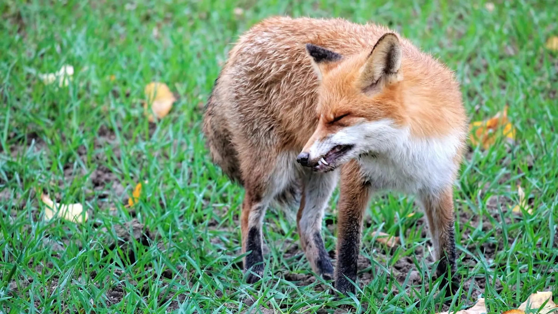 В части Ростовской области ввели карантин по бешенству из-за плотоядной лисы