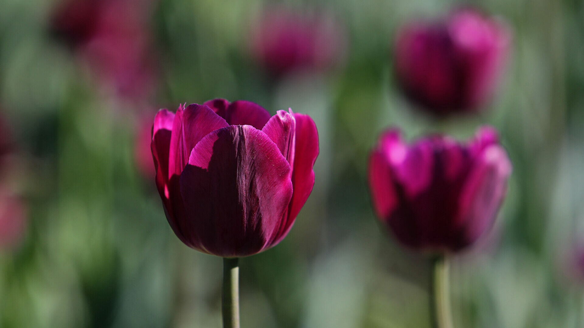 Перед 8 марта тюльпаны в Ростовской области стоят от 150 до 200 рублей за штуку