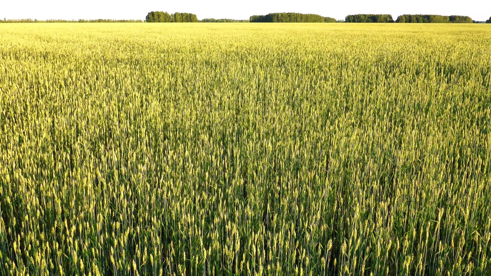 Российские зернотрейдеры считают, что требования ЦОКЗ нужно поменять