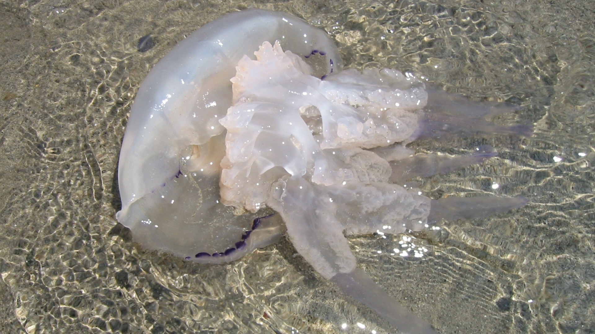 Чем опасны медузы. Медуза корнерот в черном море. Корнерот (Rhizostoma Pulmo). Корнерот Черноморский.