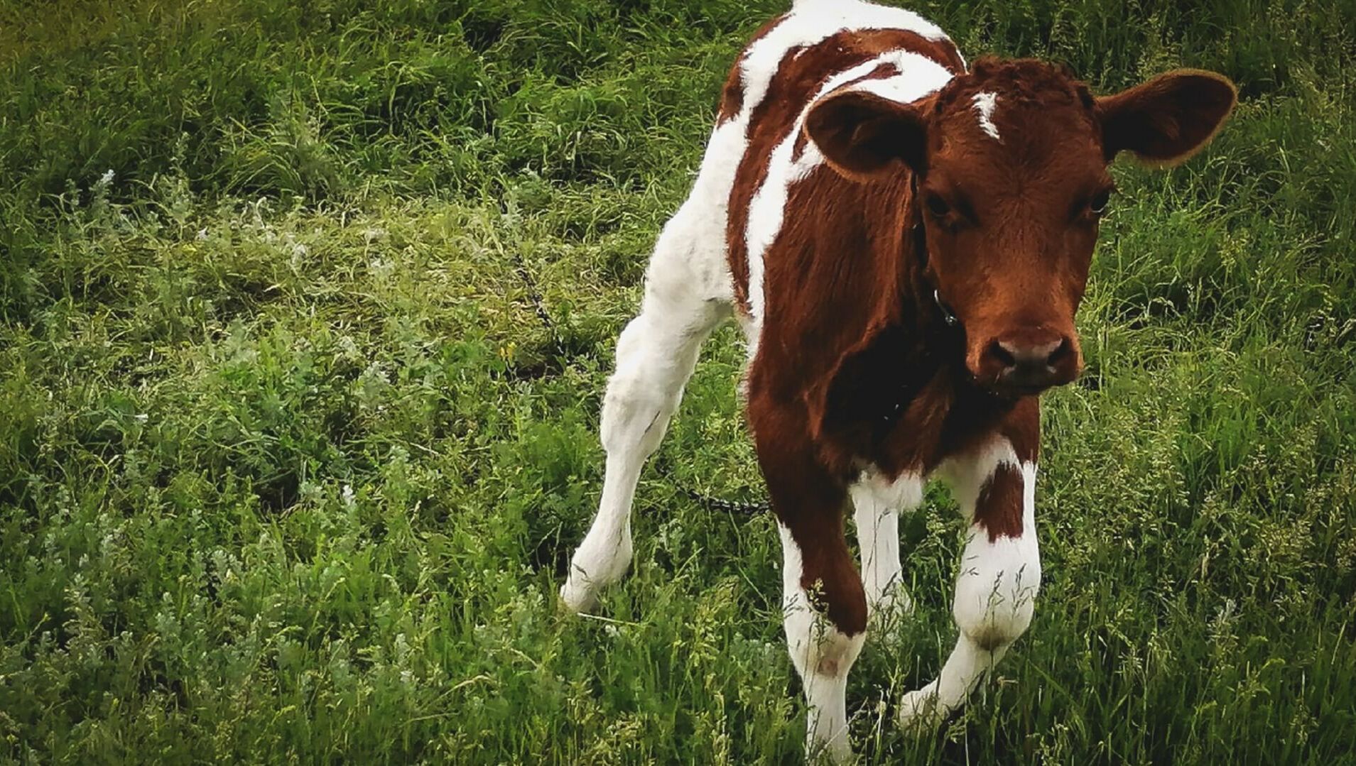 Аграрии из Ростовской области выдавали баранов за коров