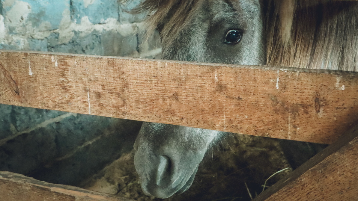 Лошадь сбросила жокея на ипподроме в Ростове, наездник получил серьезные травмы