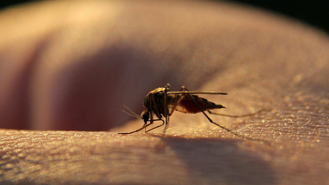 Эксперт Брыканов рассказал, чем можно заразиться от укуса комара в Ростовской области