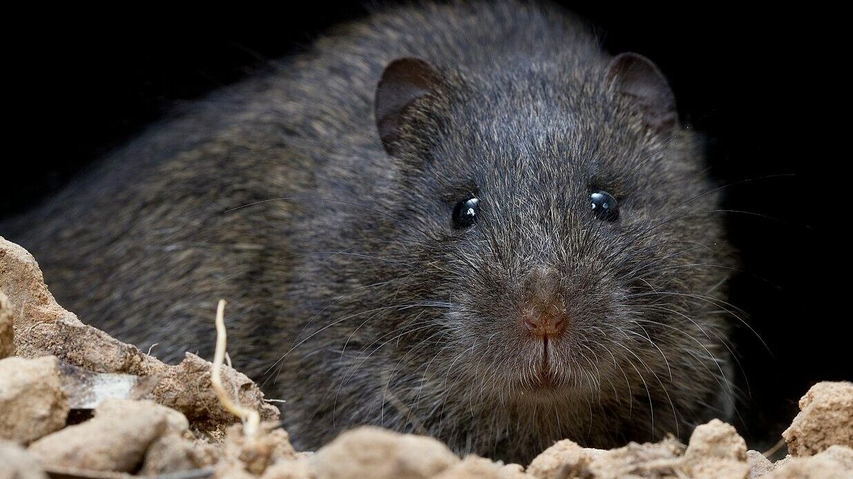 Ростовчане заявили об огромных крысах и срывах сроков на объектах «Донстроя»