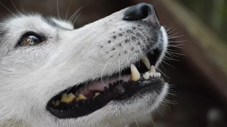 Жители в Ростове-на-Дону заявили об агрессивных собаках