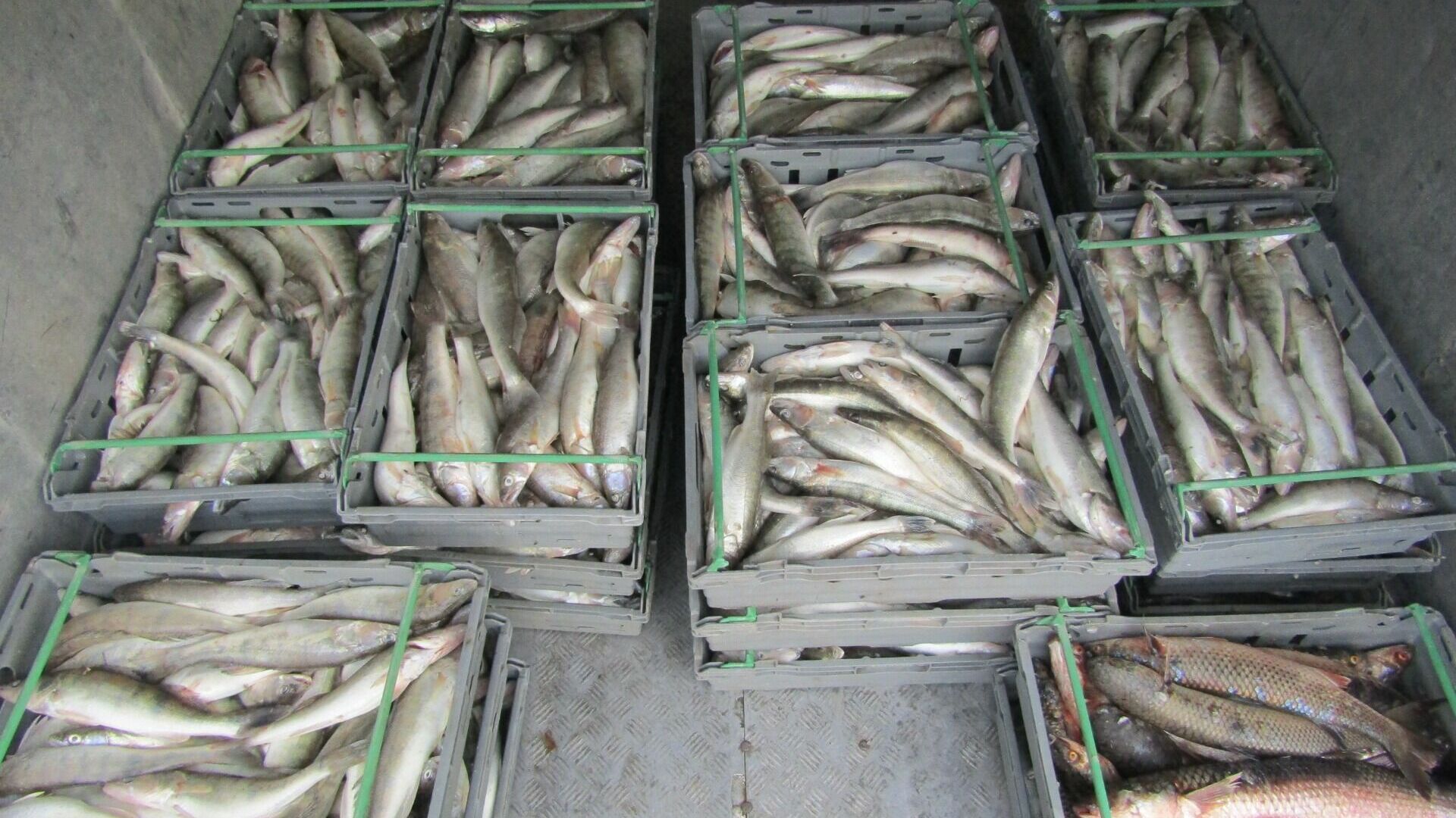 Больше 12 тонн рыбы незаконно поймали браконьеры в Таганрогском заливе