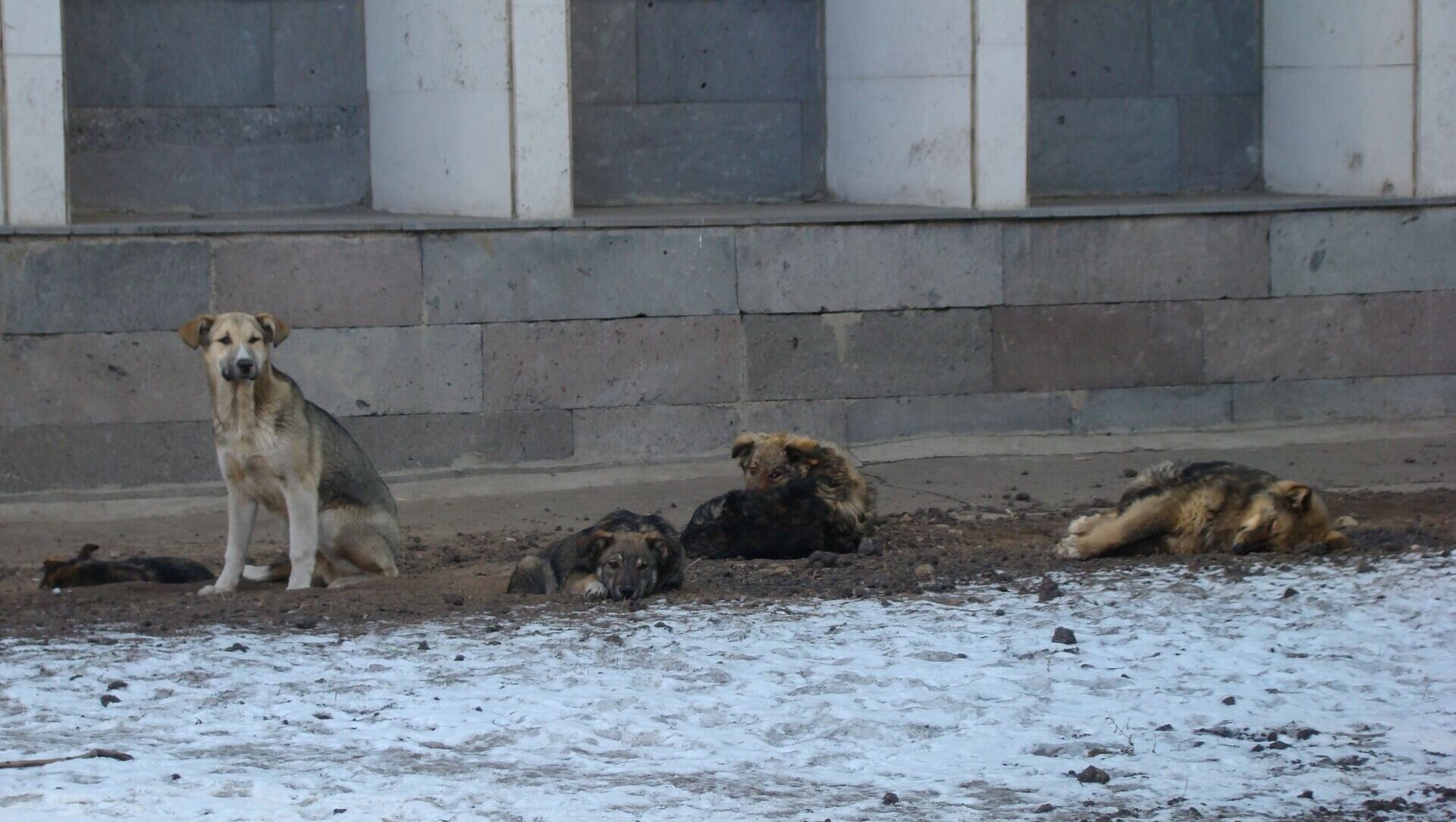 Ростовчане пожаловались на нападения агрессивной стаи собак в Ленинском районе
