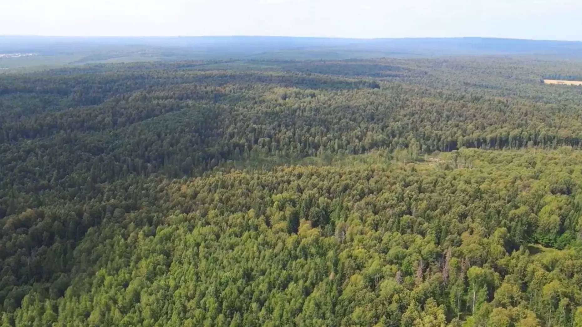 ПЦБК предложила использовать БПЛА для мониторинга состояния лесов Прикамья