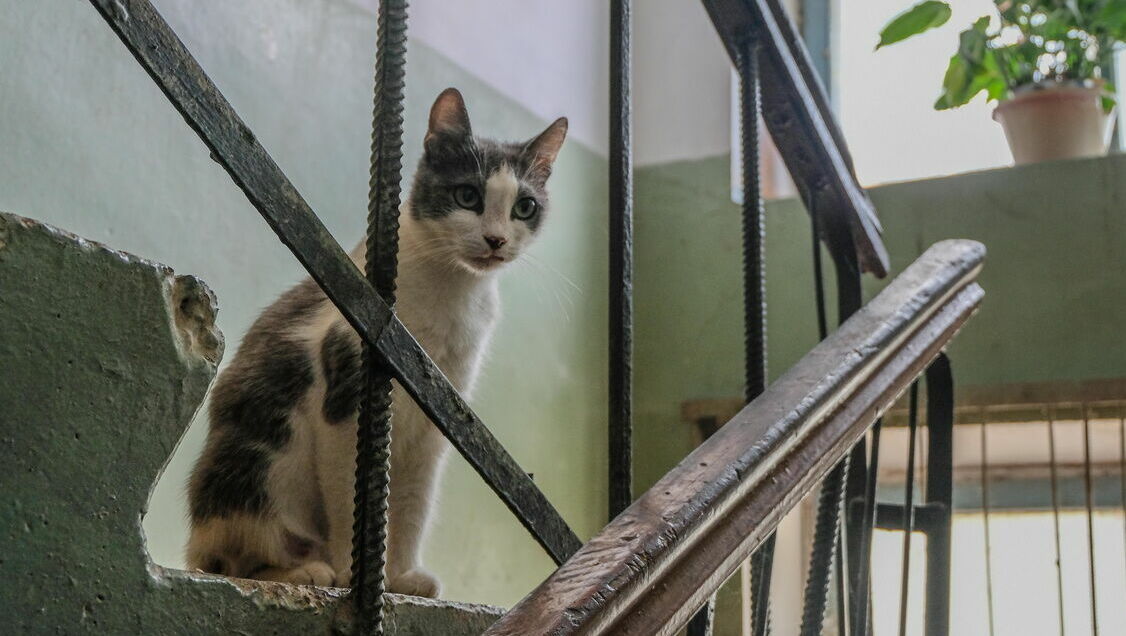 Беженка из Донбасса согласилась на лишения в Ростове-на-Дону из-за кота