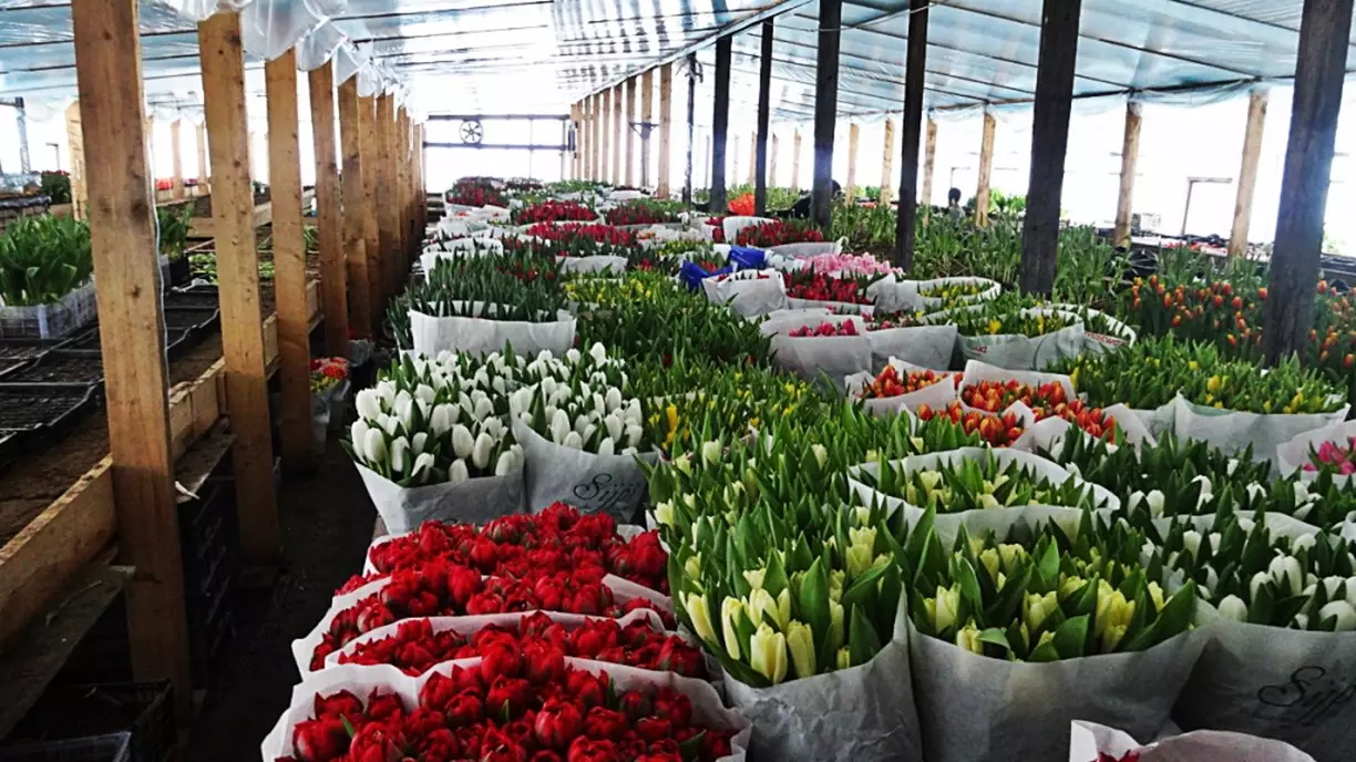 Самые выгодные цены на цветы на рынках, уверена Анна.