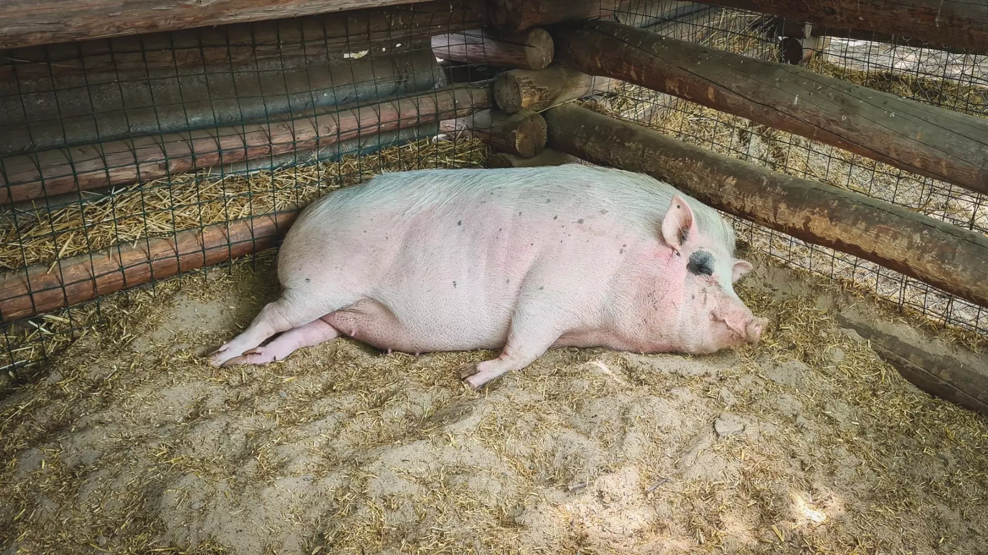 Зоолог рассказал о последствиях распространения африканской чумы свиней на Дону