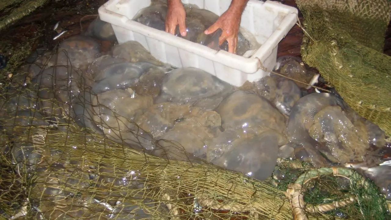 В качестве основы для нее был использован уникальный биоматериал — коллаген, извлеченный из медуз Азовского моря.