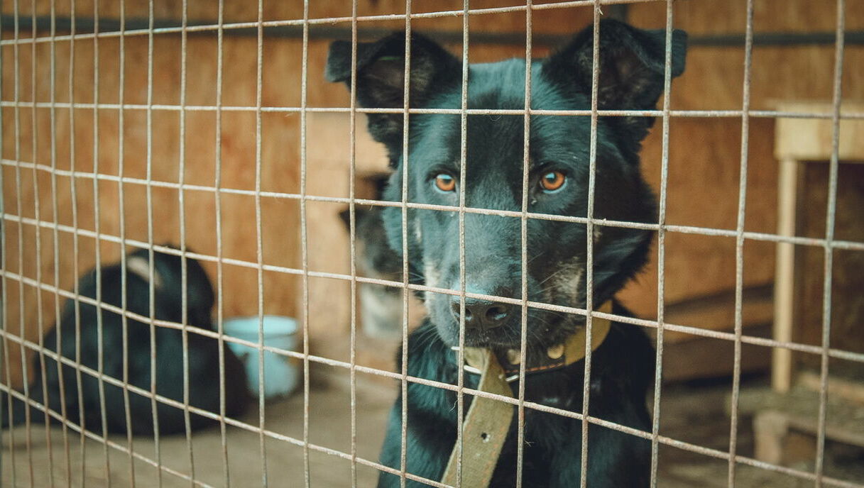 Более 128 тысяч россиян подписали петицию ростовчанки против эвтаназии бродячих собак