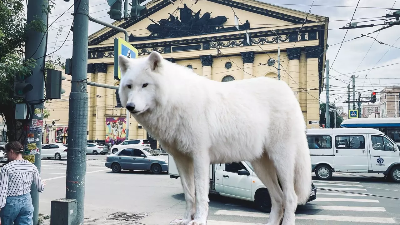 Волк в цирке не выступает: как относятся к животным в индустрии развлечений Ростова