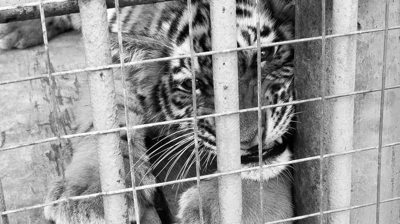 Зоолунапарк в Ростовской области не могут выгнать из города