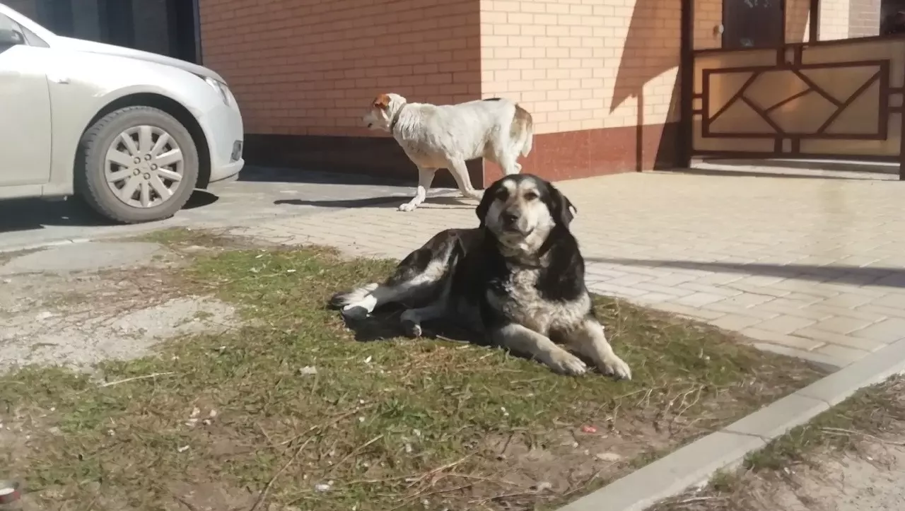 Кинолог объяснил, как ростовчанам уберечься от нападения собак на улице