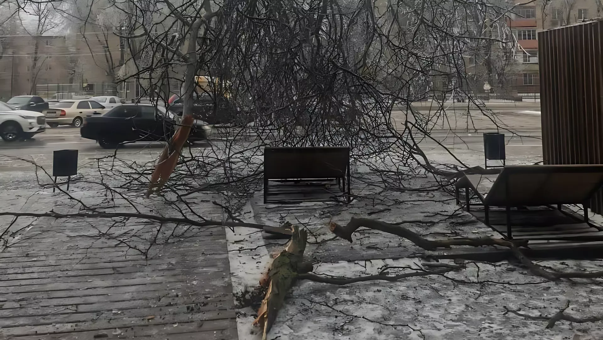 «Кажется, все плохо»: дерево рухнуло на человека в Ростове-на-Дону 15 декабря