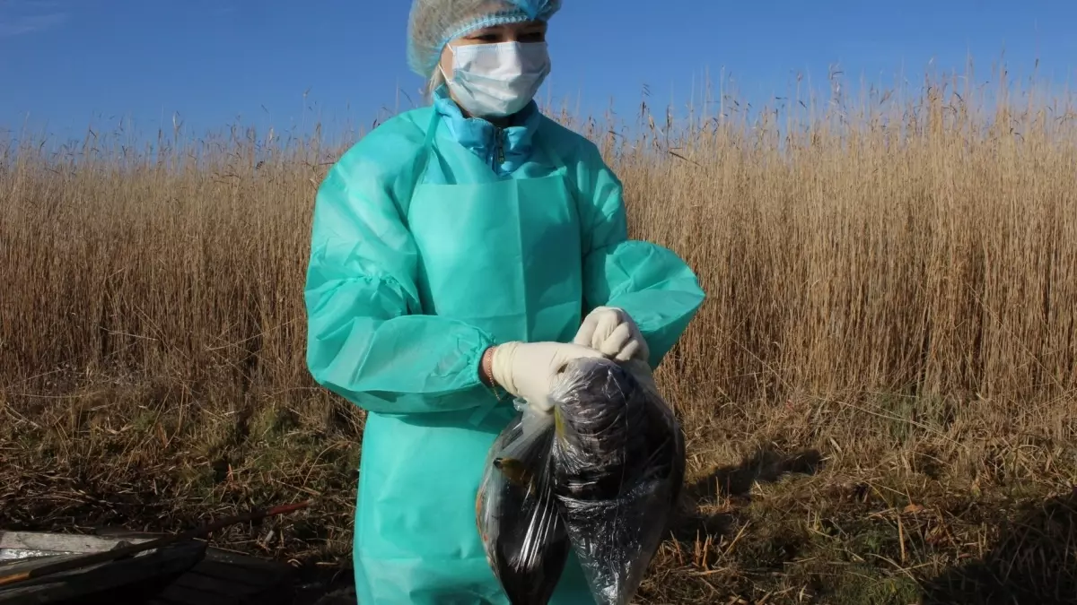 Новая вспышка птичьего гриппа угрожает Ростовской области