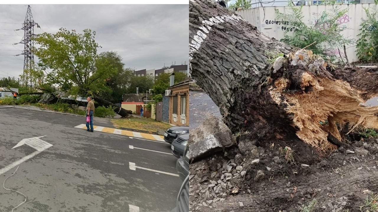Упавшее дерево спровоцировало огромную пробку на Нансена в Ростове-на-Дону
