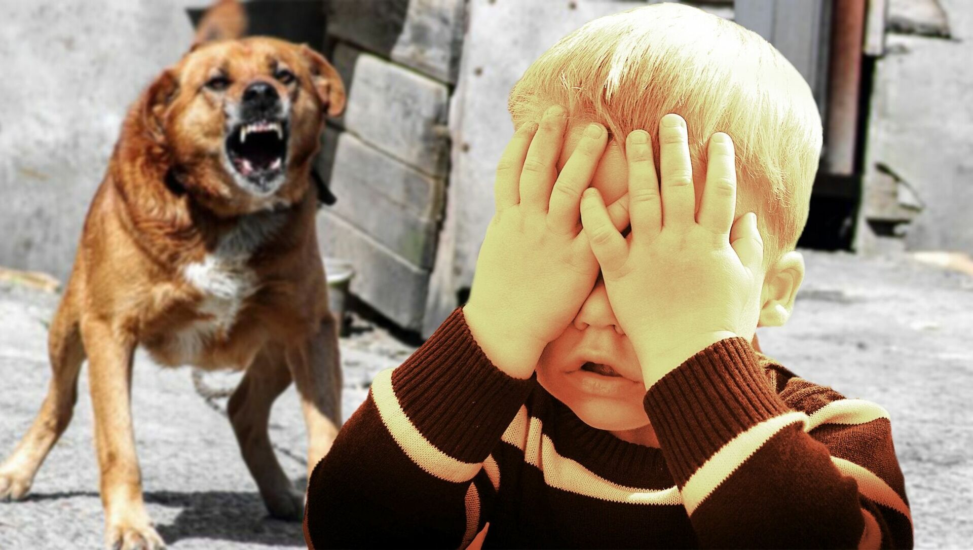 Нападение собак на ребенка. Агрессивные бездомные собаки. Бездомные собаки нападают на детей.