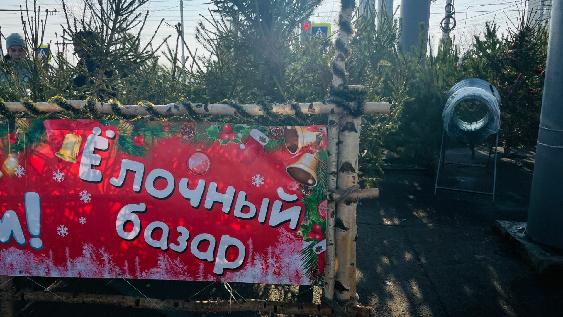Где, как и за сколько продают елки в Ростове