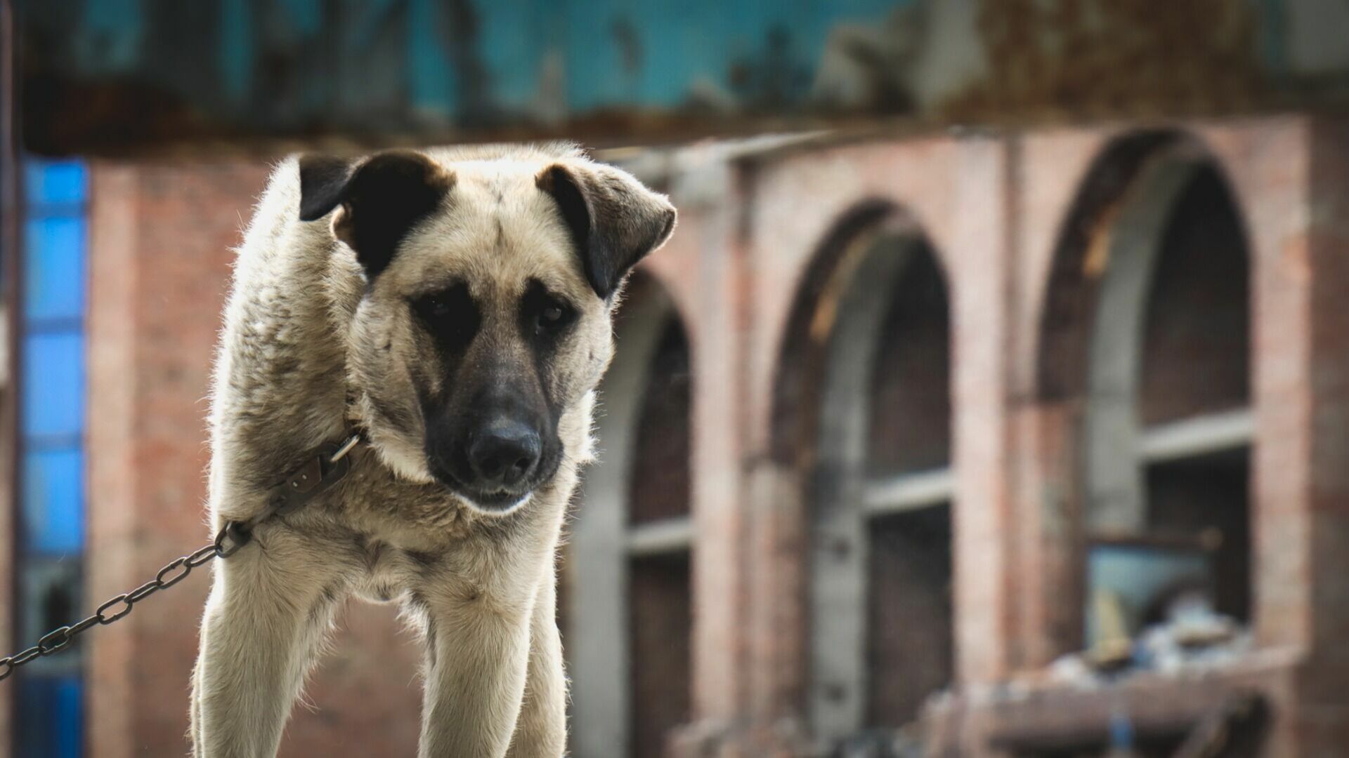 Прокуратура наказала «Ростгорсвет» за гибель собаки на Пушкинской в Ростове