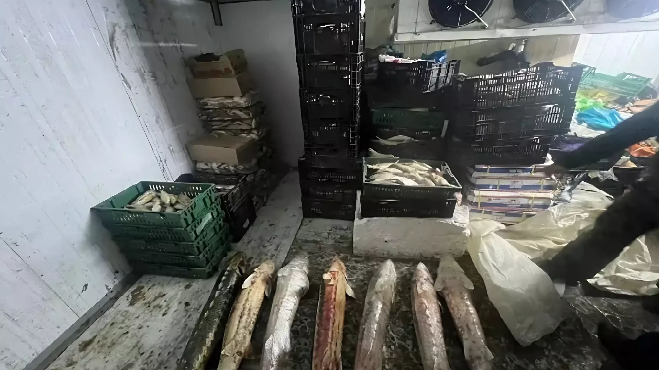 Житель Ростовской области узнал, что рыба у него дома стоит 11 млн рублей