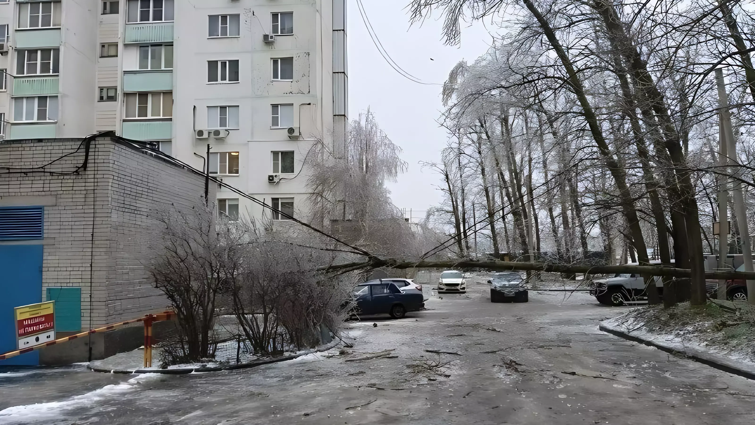 Большая часть происшествий, произошедших в Ростове за эту неделю, связана с падением деревьев
