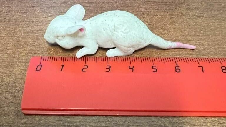 В Ростове из желудка ребенка достали семисантиметровую мышь