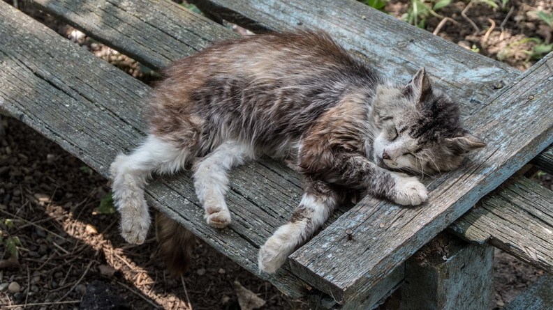 Ростовчане заявили об устроенной живодером виселице для кошки