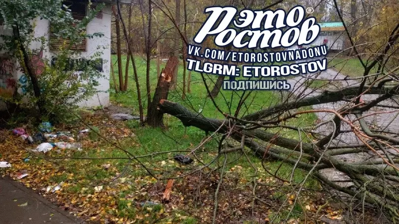 Упавшее дерево в Ростове 19 ноября