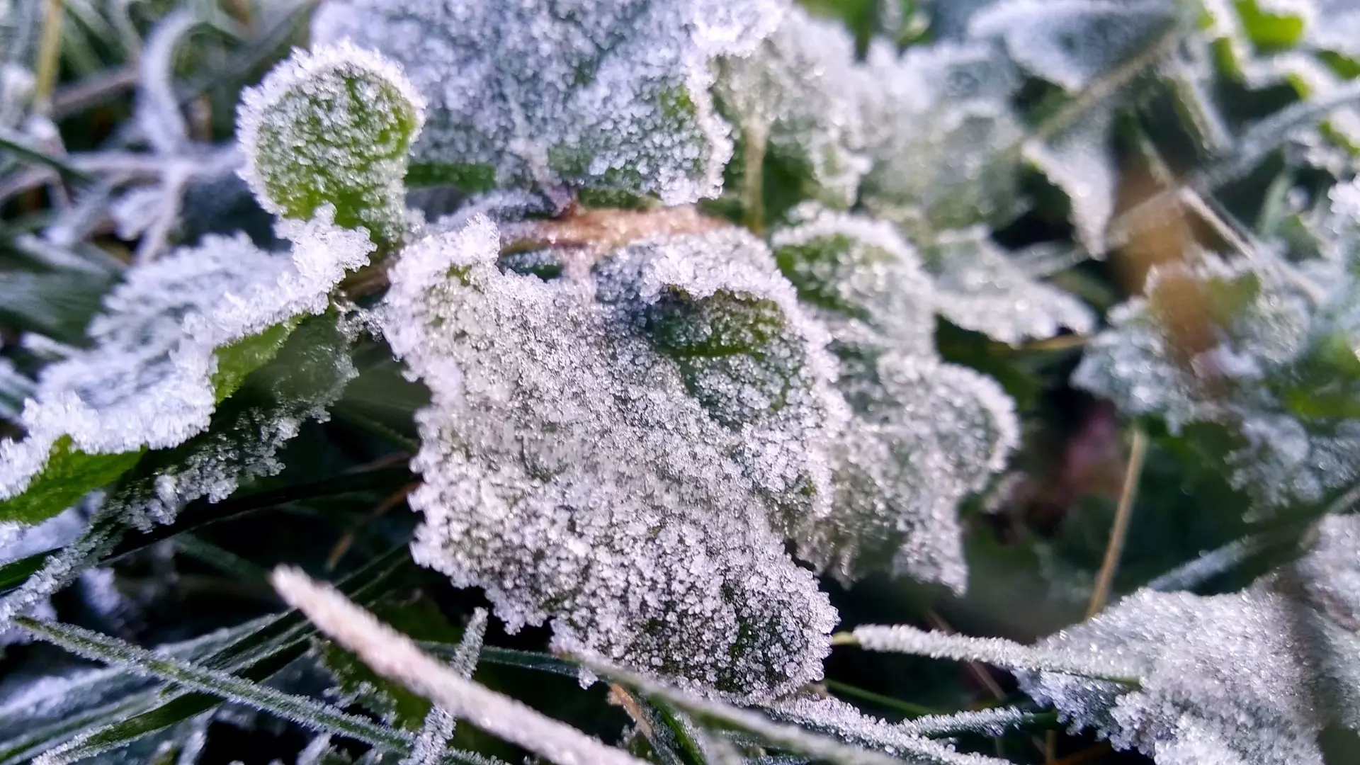 Температурные «качели» с заморозками до -3° надвигаются на Ростовскую область