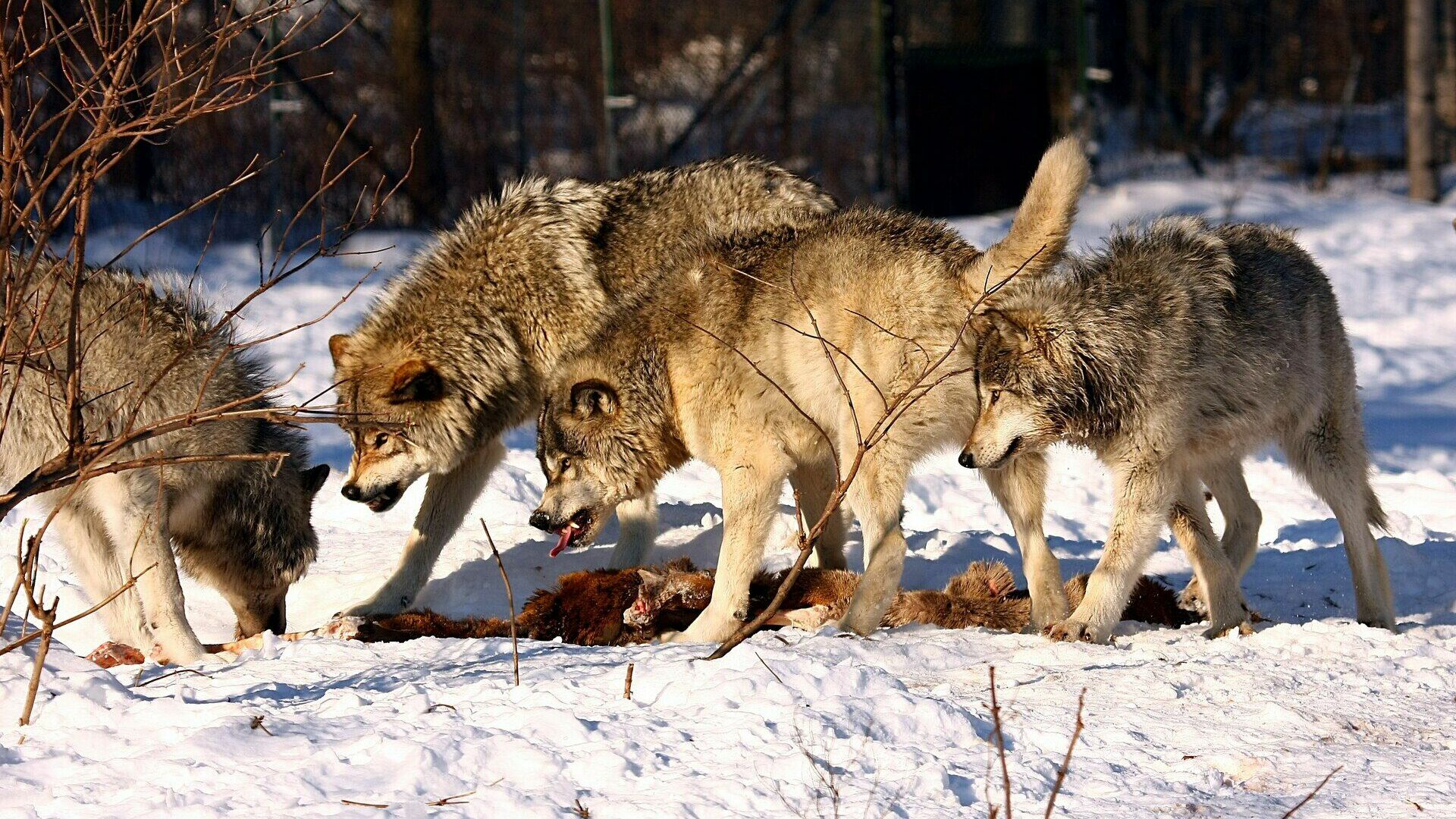 Зоолог рассказал, почему в Ростовской области стало много волков