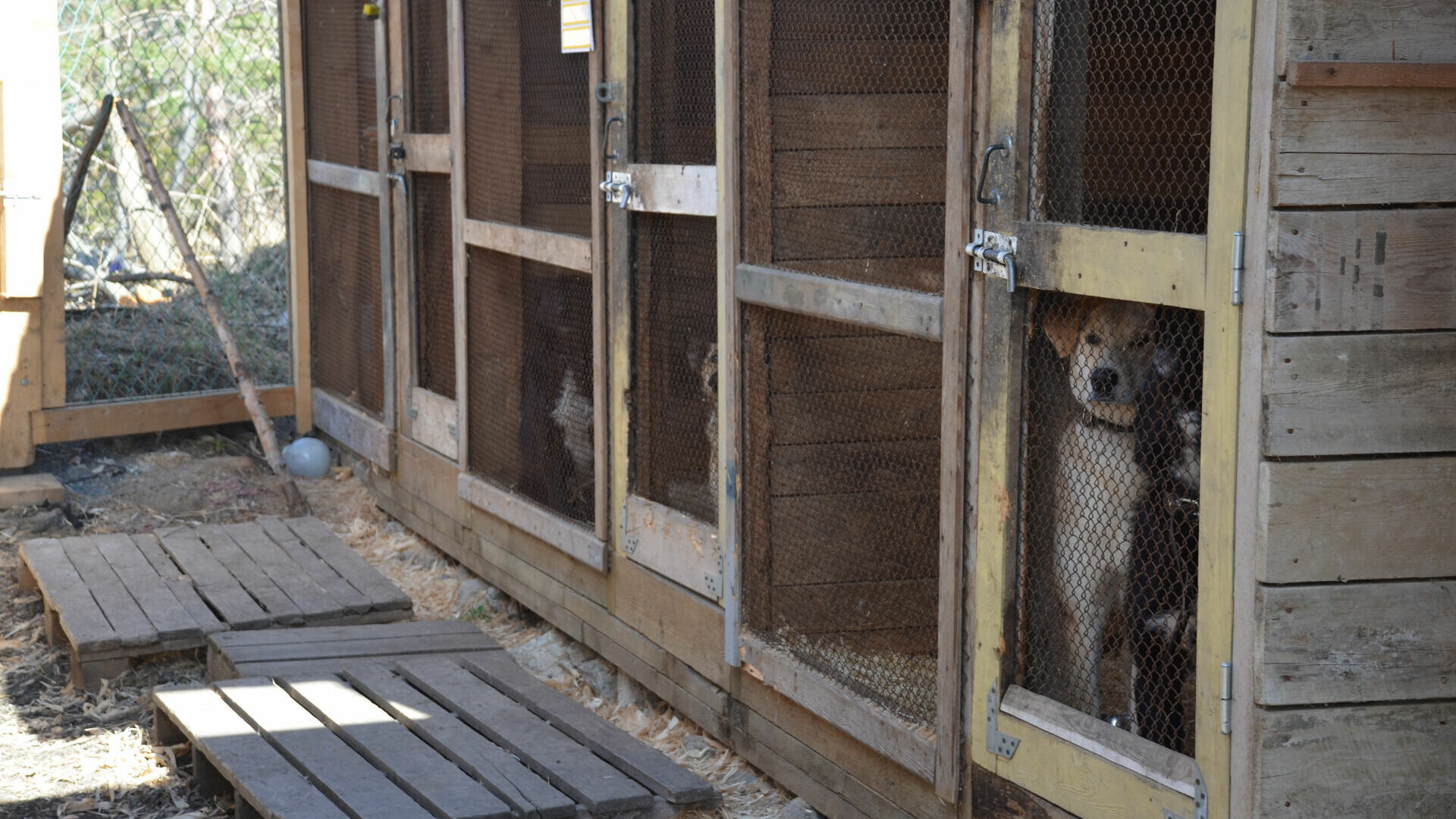 Пострадавший от живодера питбуль сейчас находится дома у хозяйки приюта для животных