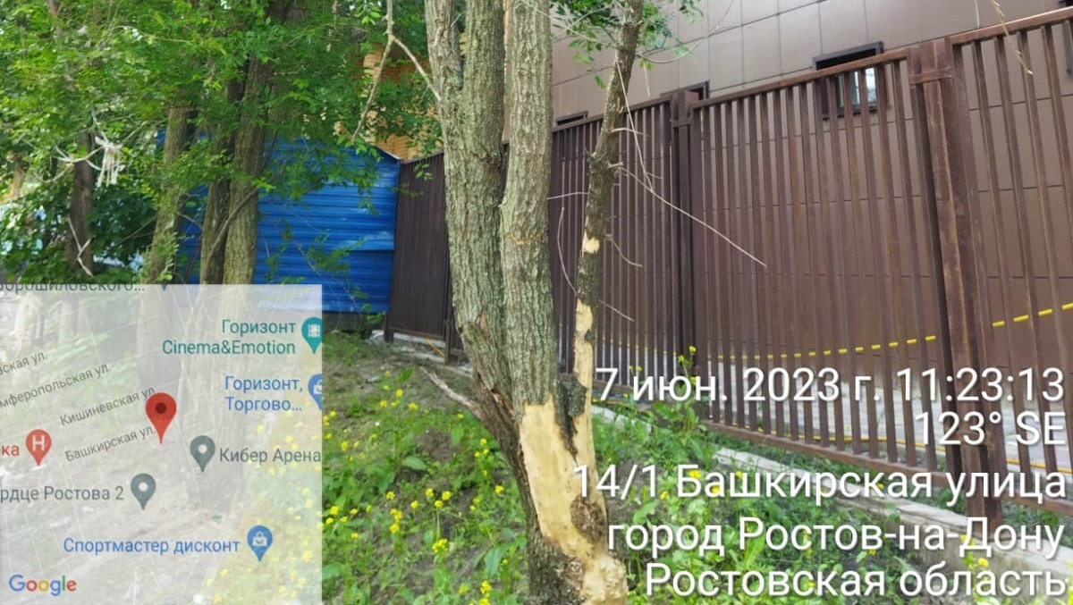 Общественник пожаловался на множество сухих деревьев, угрожающих жизни ростовчан