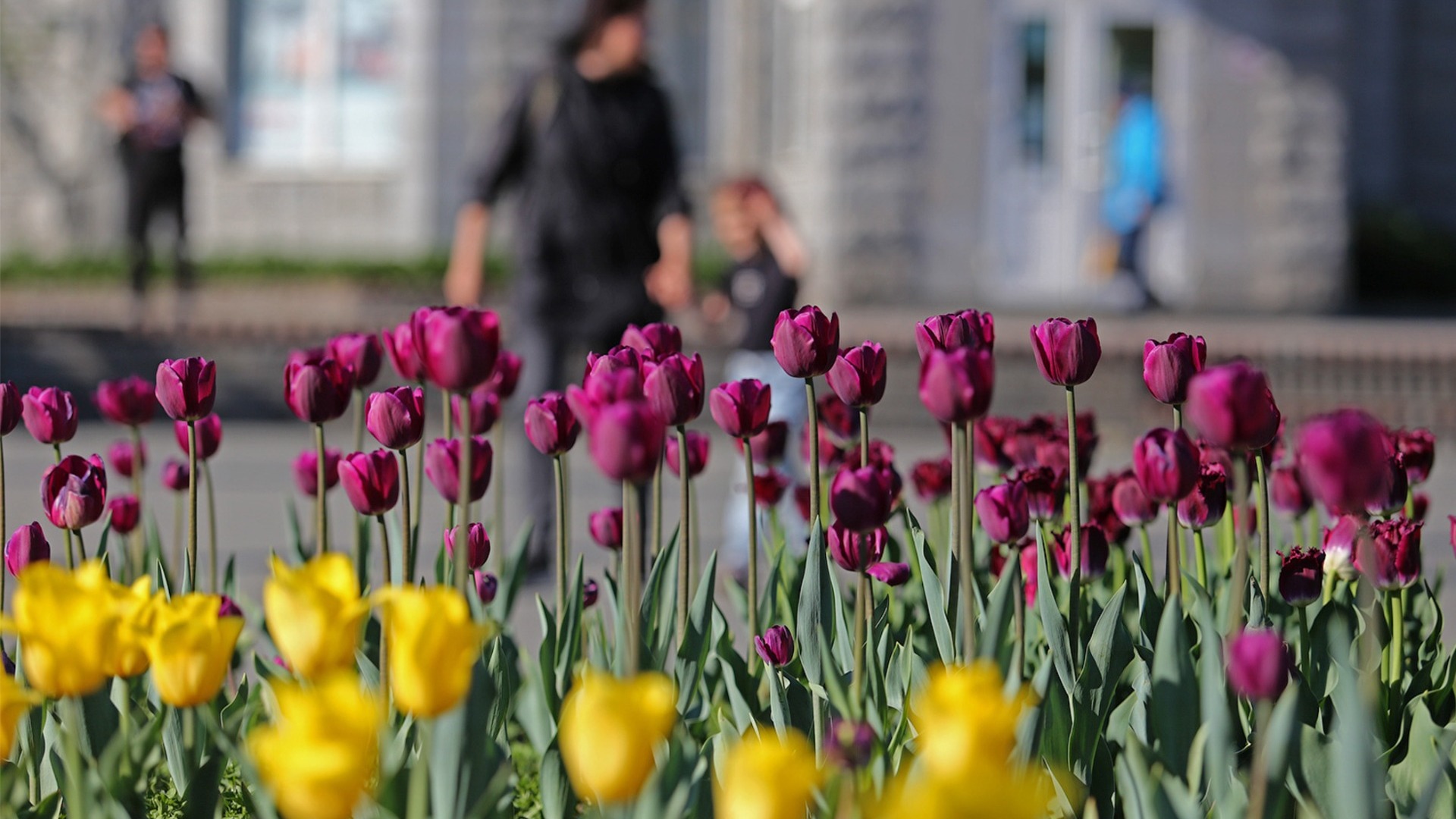 На высадку тюльпанов в Ростове потратят 17 млн рублей до 2024 года