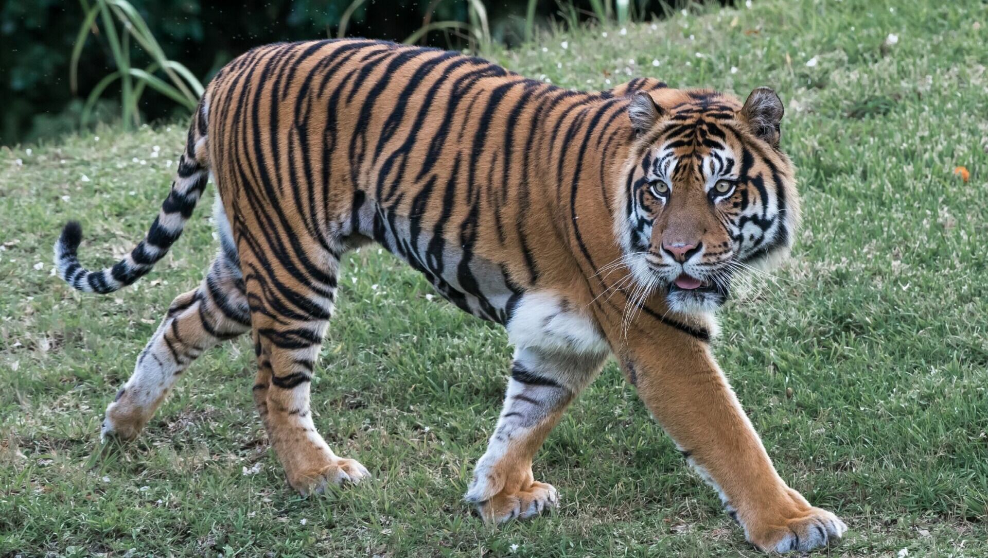 В полях Ростовской области заметили заблудившегося тигра в январе