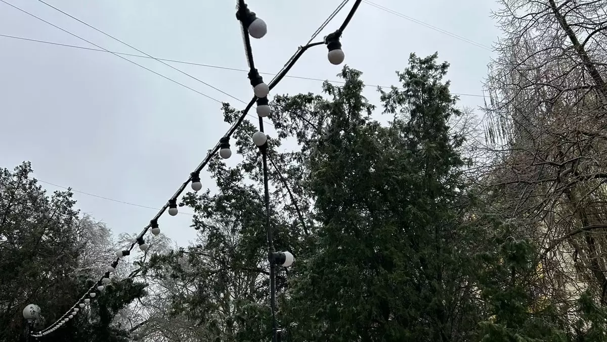 Рухнувшее в центре Ростова-на-Дону дерево оборвало фонари