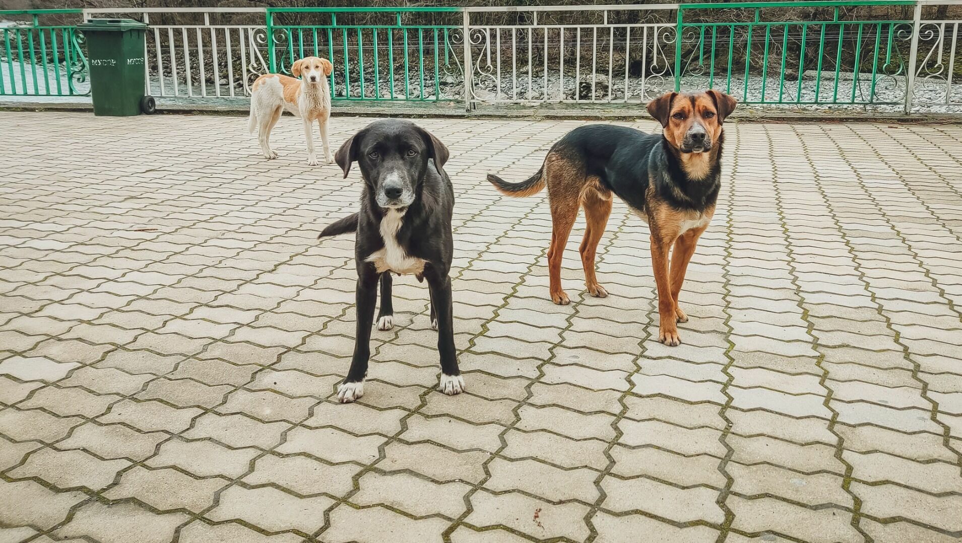 Жители Левенцовки пожаловались на агрессивные стаи бродячих собак